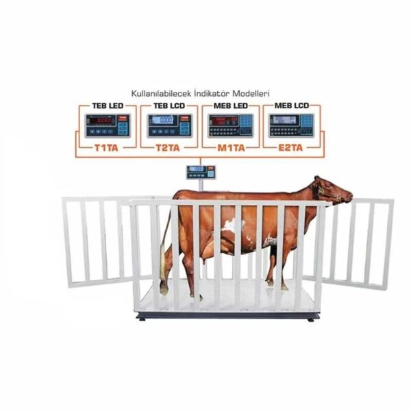 tem-buyukbas-canli-hayvan-10027_2 tem-buyukbas-canli-hayvan-10027_2